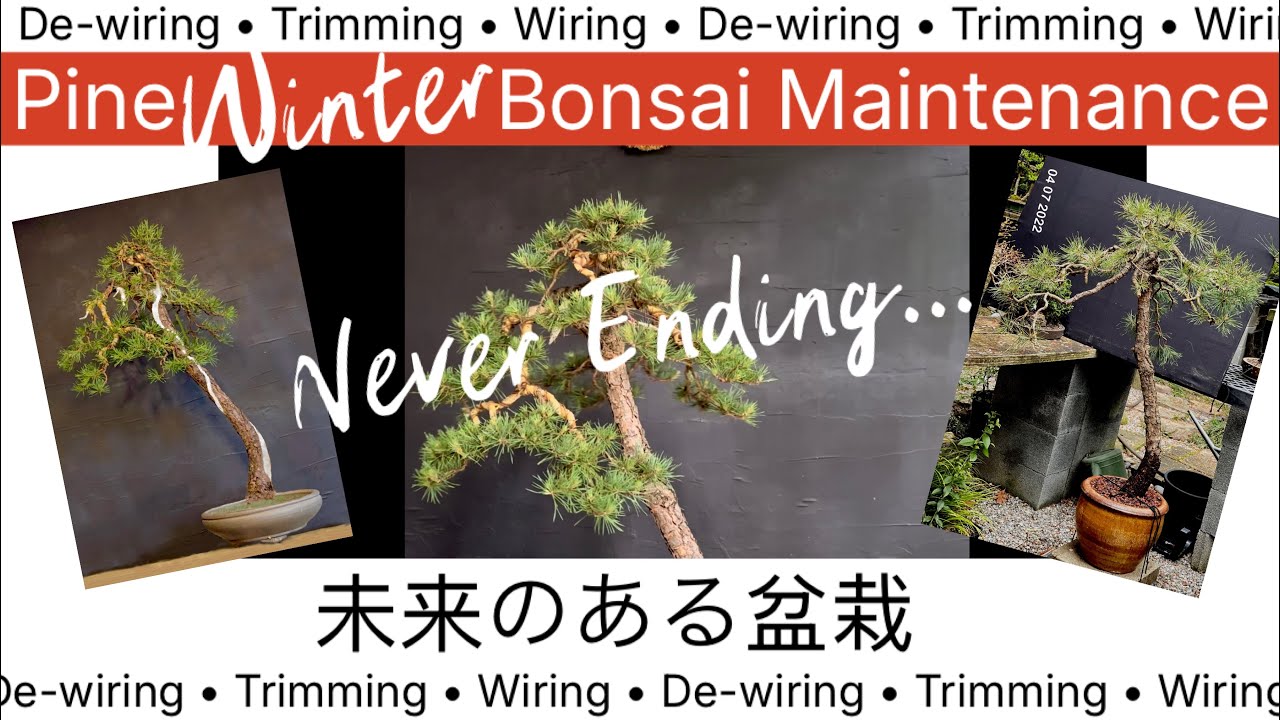 Pine Bonsai Unknown • Bonsai Maintenance • Life