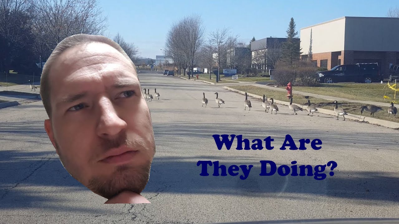 Why Did the Geese Cross the Road?