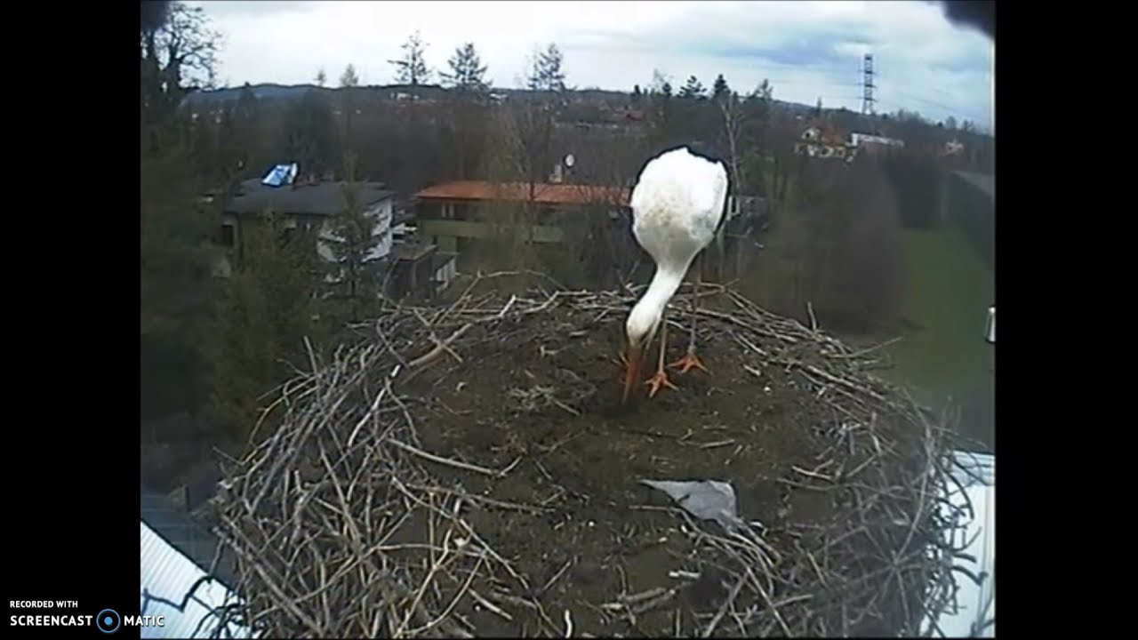 Bociany Ustroń ,04.04 .2021, 13:09 Powrót Beskidka