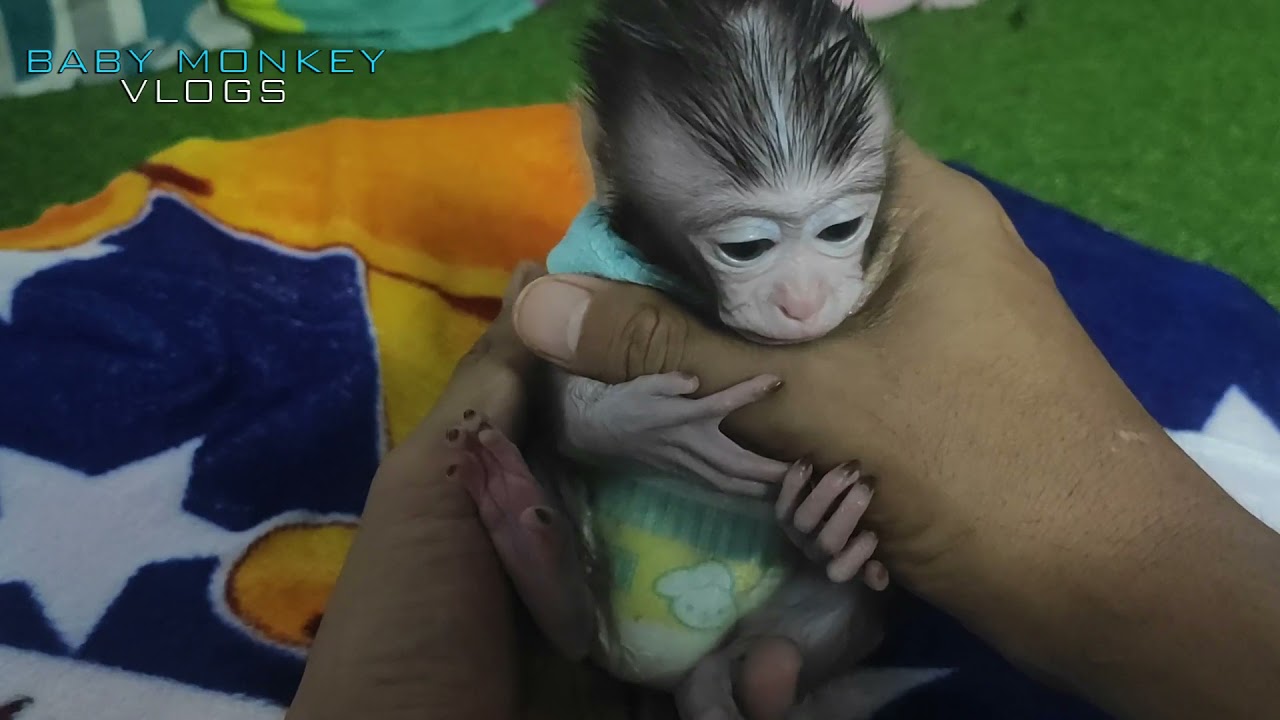 MONKEY DICIPLINE FOR MOCI NOT SUCKING TOES AGAIN