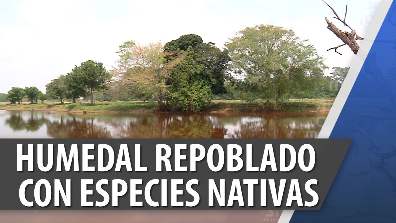 Humedales Repoblados Con Especies Nativas / Mar 02 2015 / Cosmovision Noticias
