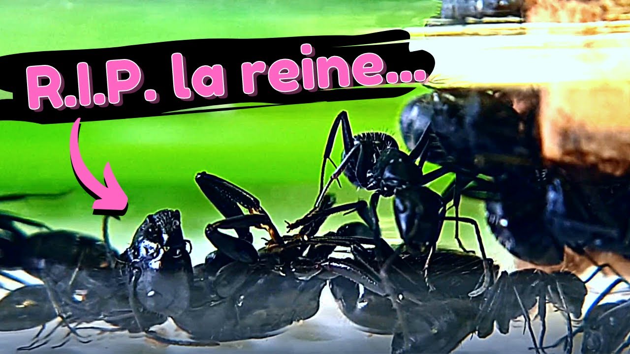 La reine des fourmis est morte ?!! (fin de diapause)