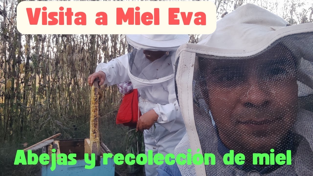 Visita a Miel Eva, Abejas y guía de recolección de Miel