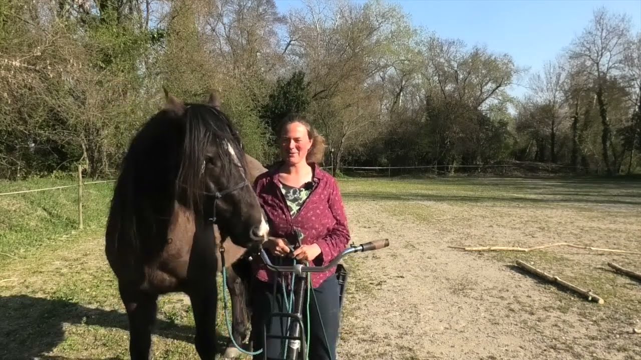 Fahrrad und Pferd