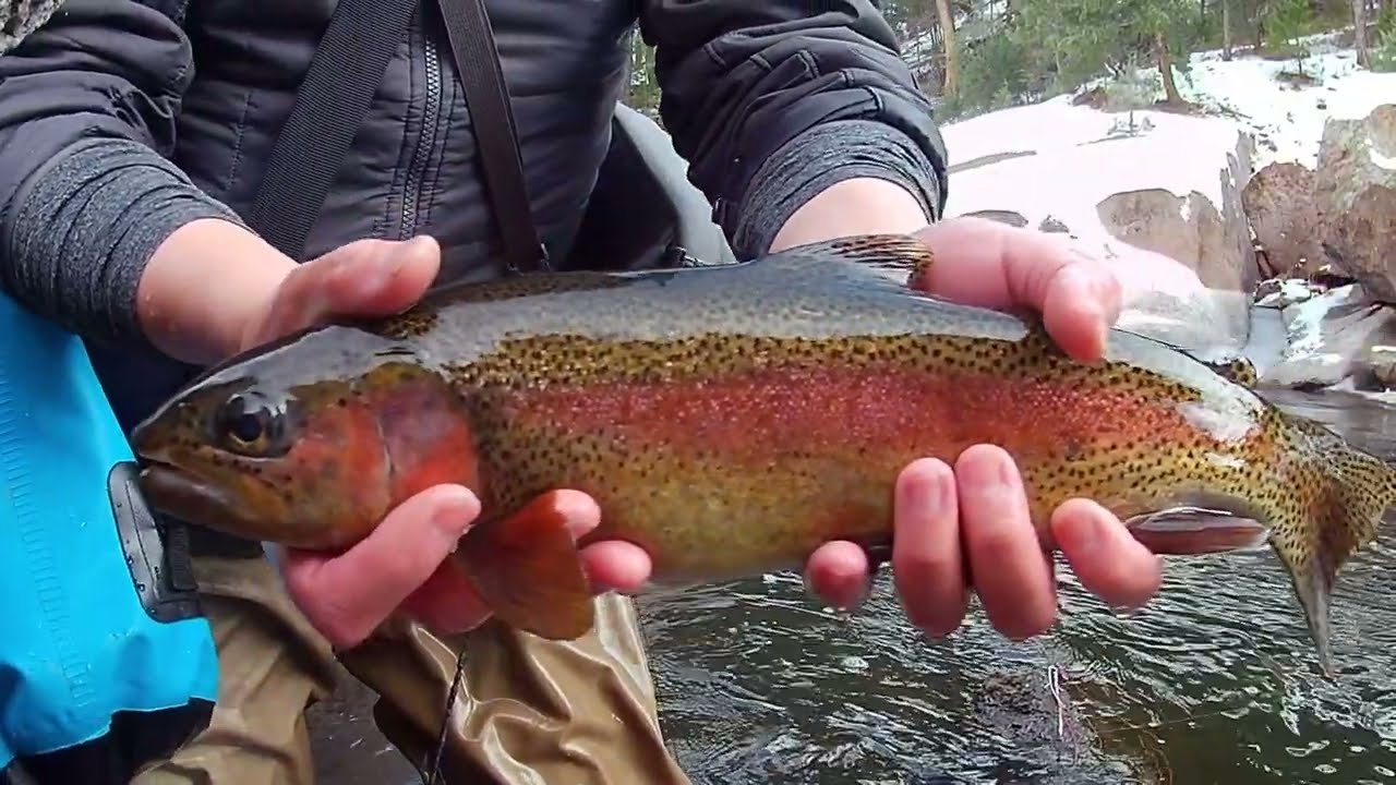 Flyfishing Cheesman Canyon in December. Winter Euro Nymphing for big wild trout.