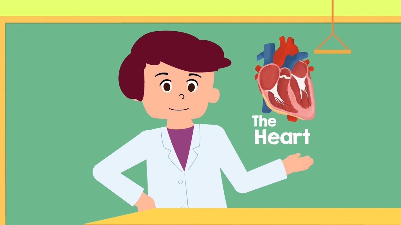 Structure of the Heart | Cardiology for Kids Ep. 1 | Medical School for Kids @mdforkids