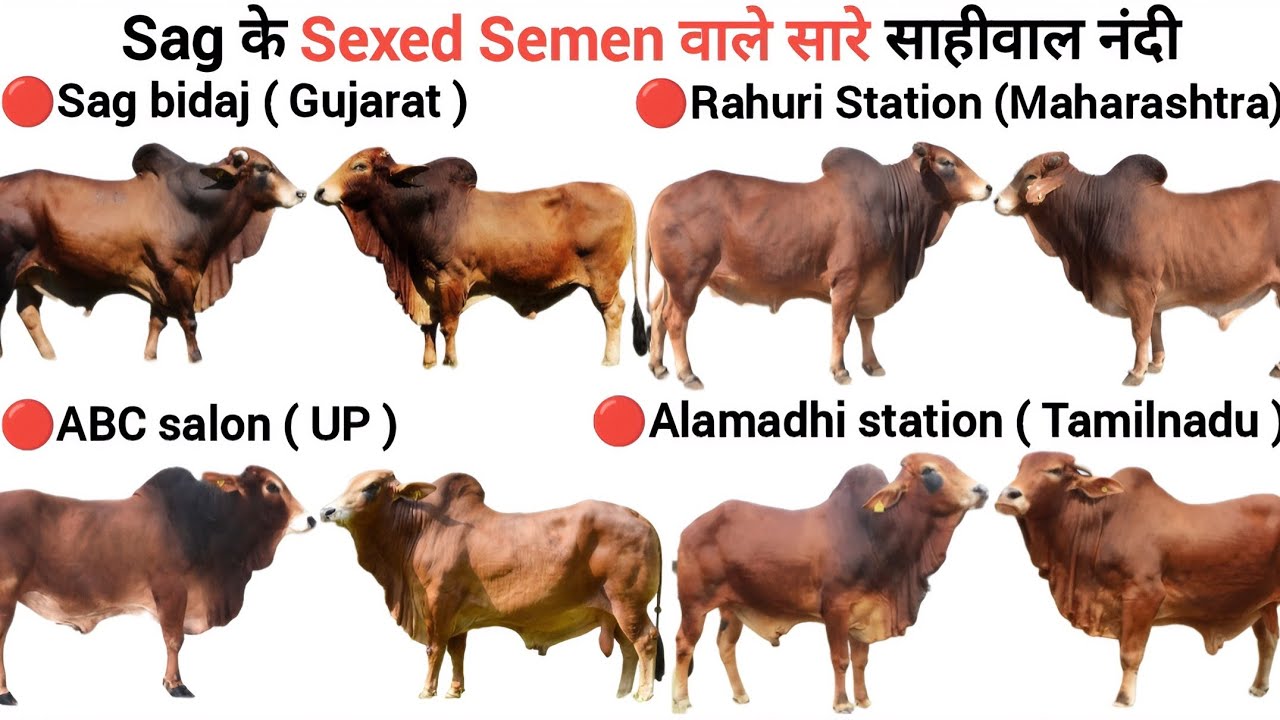 sag के sexed semen वाले सारे sahiwal bull🔥| sag sexed semen bull | sag bidaj | abc salon raebareli