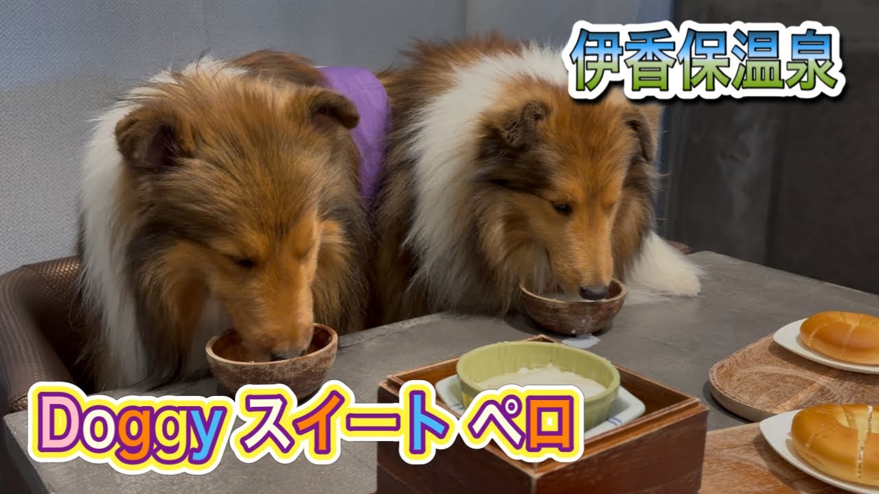 【シェルティ】伊香保温泉Doggy スイート ペロに泊まったよ❣️#シェットランドシープドッグ 