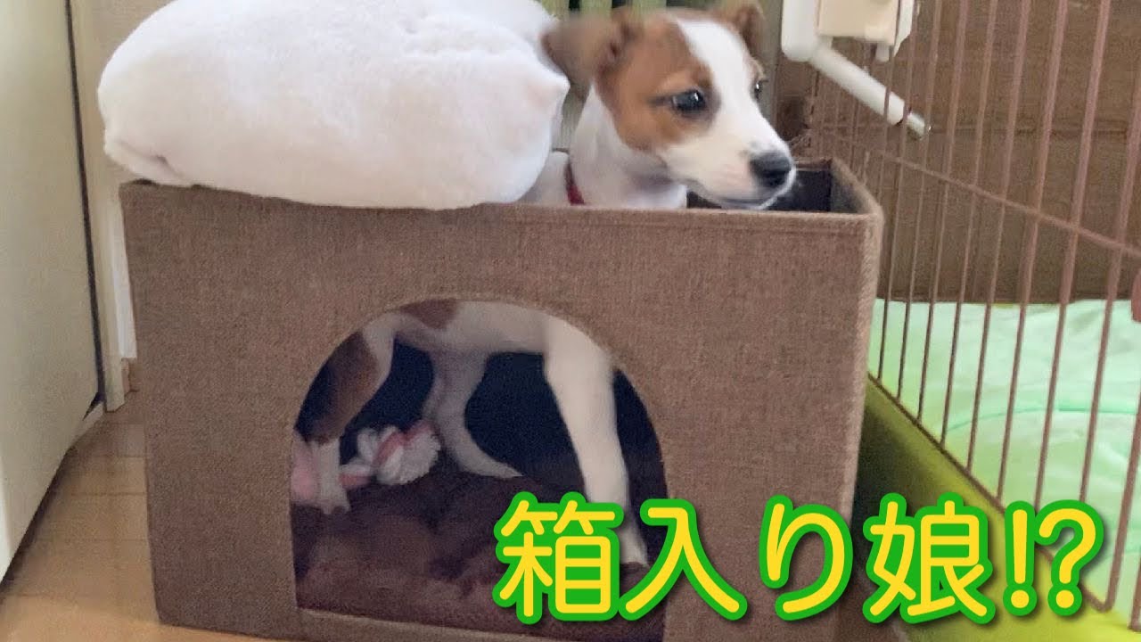 100円ショップでベッドを買ってもらった子犬の反応　ジャックラッセルテリア【なのは】