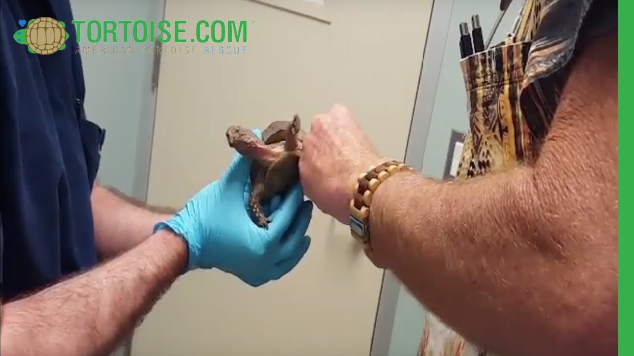 Token, aka Pidgen, Gets Her Toenails Trimmed | American Tortoise Rescue