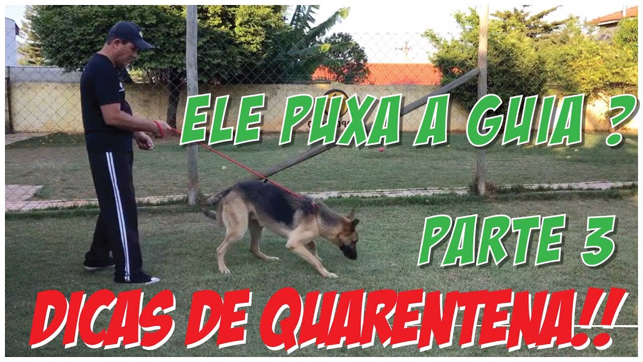 🐶 Seu Cachorro Puxa a Guia? ✅ Vamos resolver isso! 🤨  PARTE 3