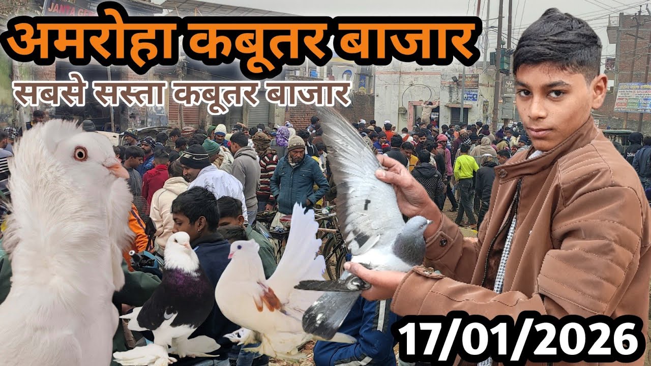 🔥Sabse Sasta Kabootar Bazar 🕊️ अमरोहा कबूतर बाजार gola Kabootar Market #kabootar #pigeon #birds 