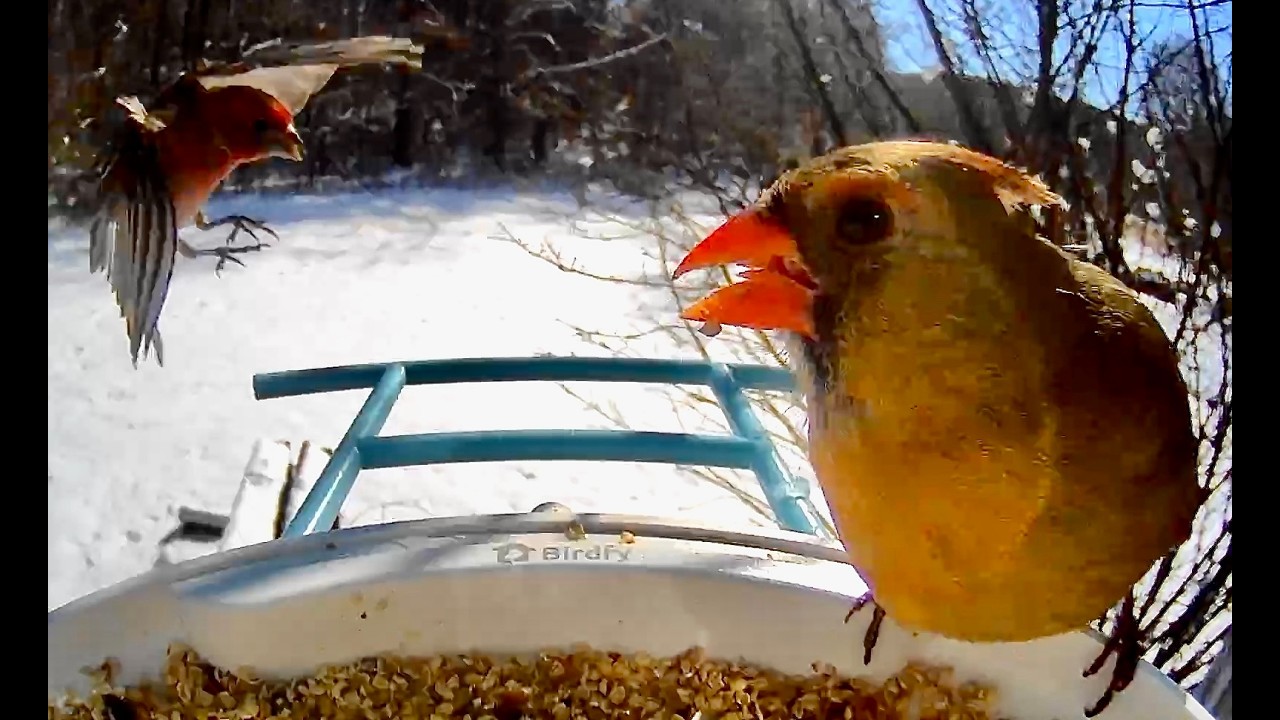 Feeder Traffic: Birds Being Birds for 32 Minutes