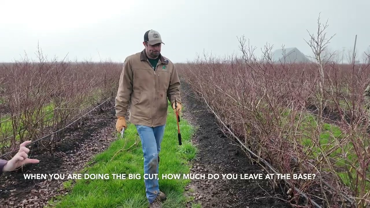 Blueberry Pruning 2026