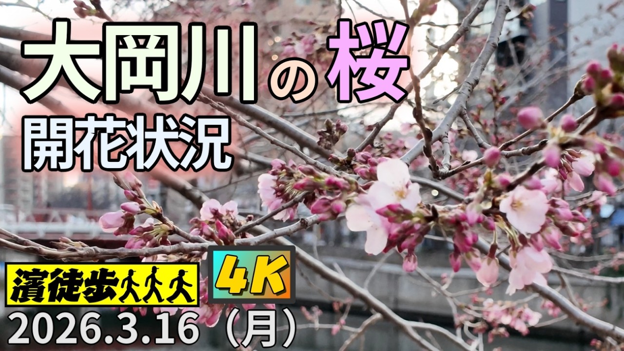 【濱徒歩】大岡川の桜 開花状況【4K】
