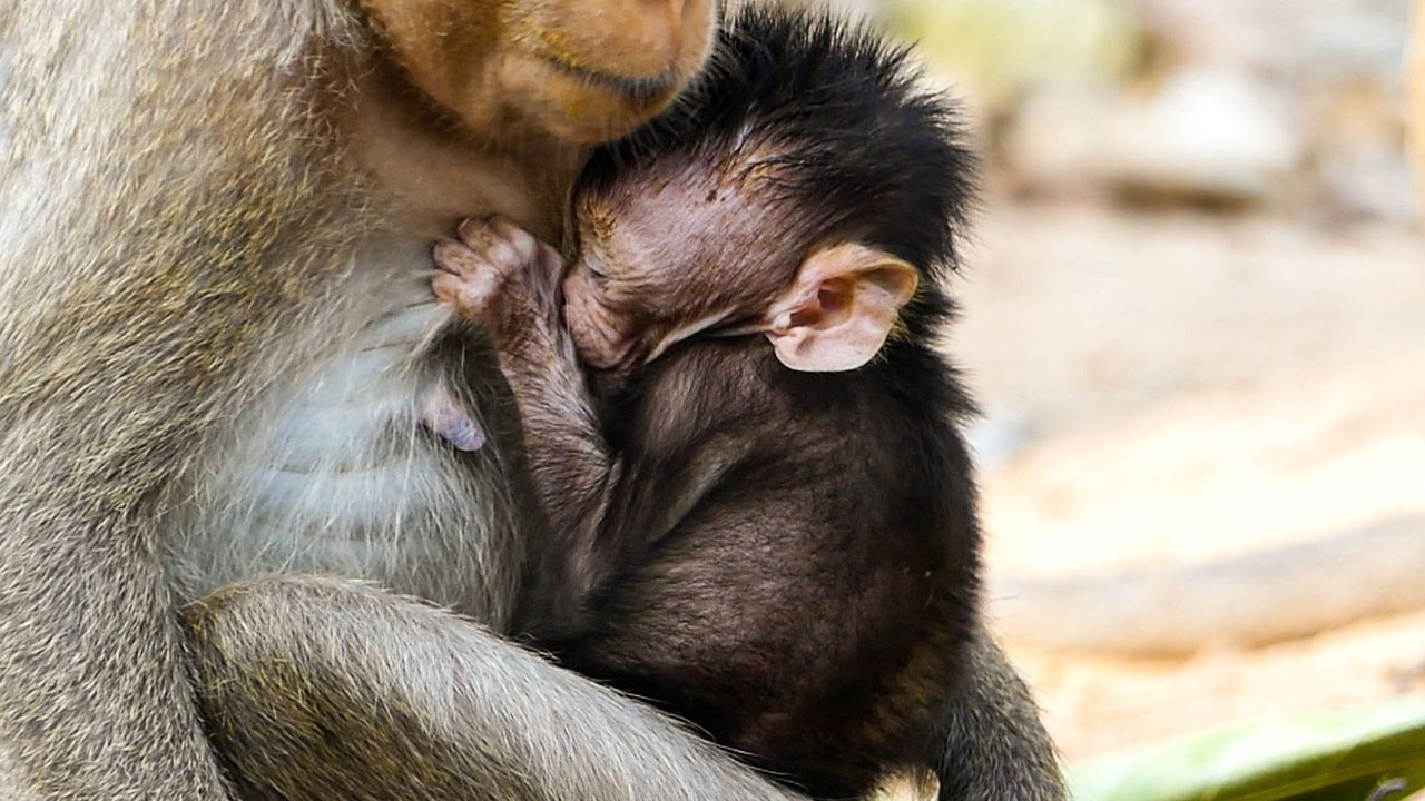 Gentle wildlife life | Avery the baby monkey receives milk after training with mom Amaya