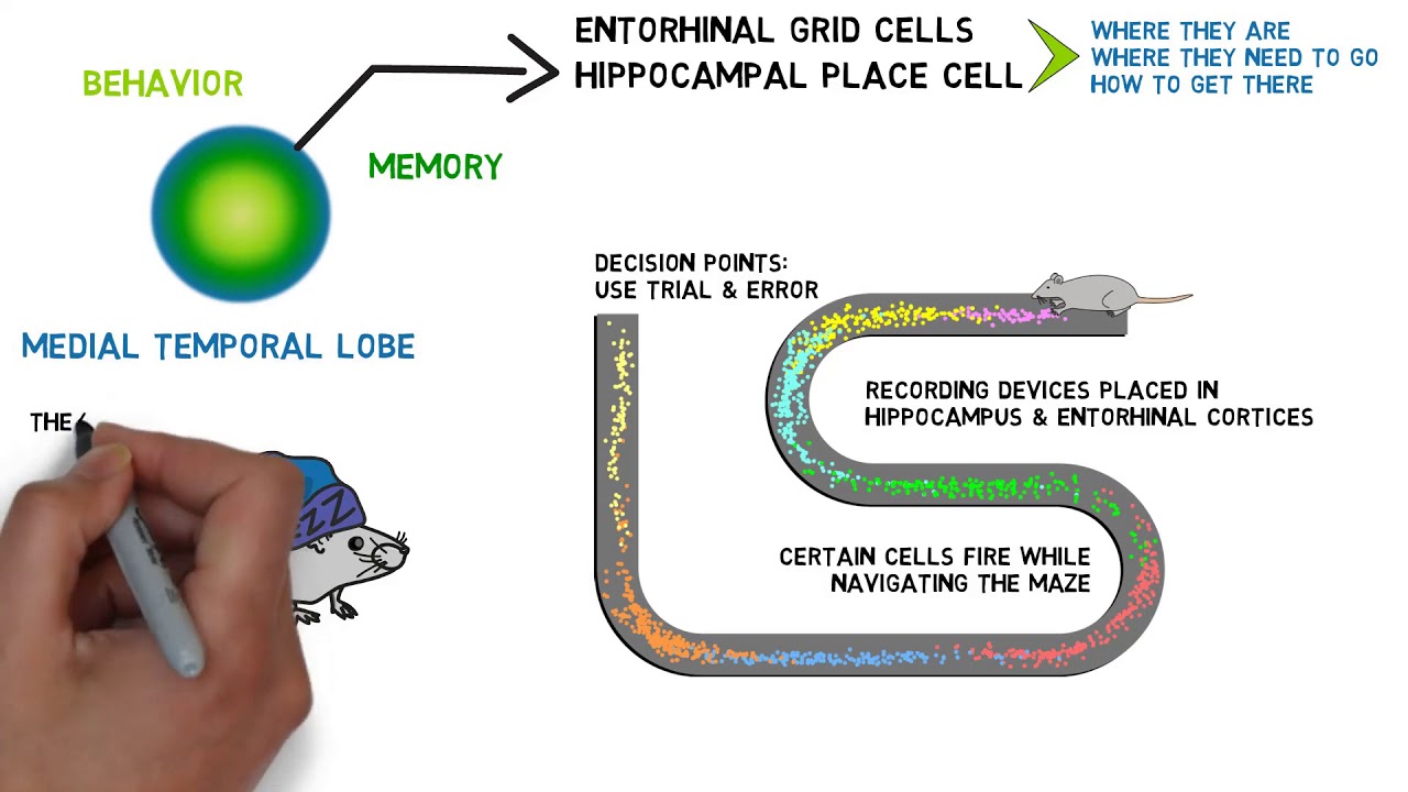 Place Cells
