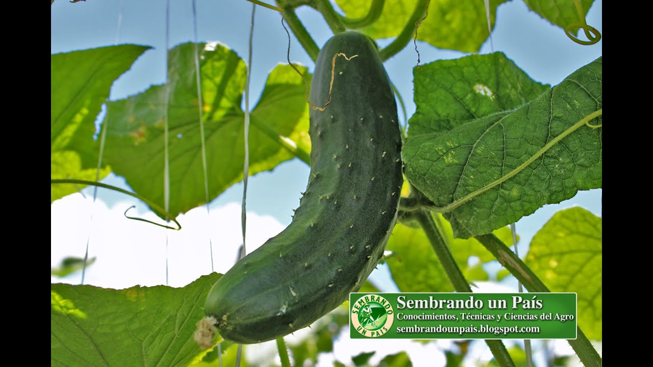 Cultivo de Pepino (Resumén)