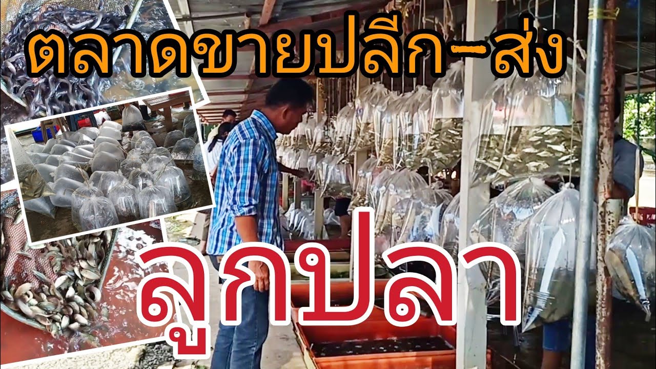 ไม่ดูไม่ได้เเล้ว!! พาชมตลาดขายลูกปลา ใหญ่ที่สุดในอุบลฯ EP.105