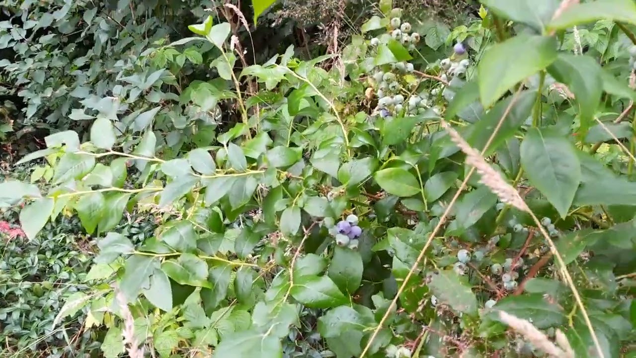 Overvloed aan Blauwe trosbessen! Hoe dan?