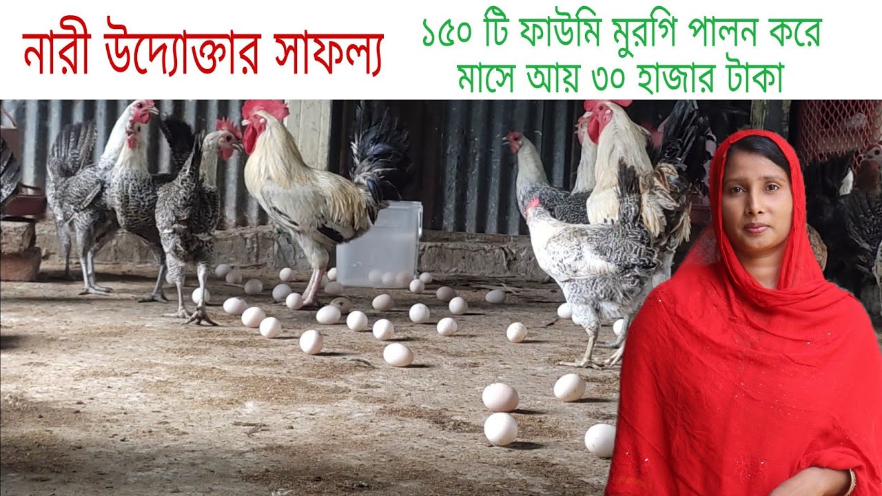 শারমিন আপা মাত্র ১৫০ টি ফাউমি মুরগি পালনে মাসে আয় করছেন ৩০,০০০ টাকা।ডিমের রাজা ফাউমি।
