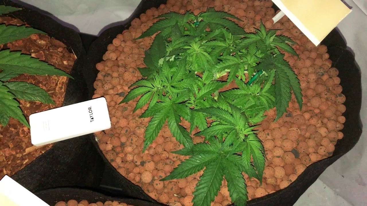 The OC Homegrown Super Skunk Grow Journal EP6