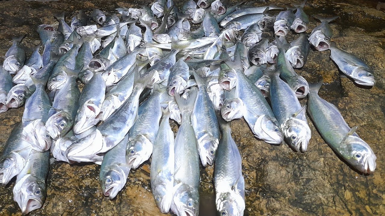 HIRSIZ MANTARLI DİP TAKIM YAPILIŞI👍 ÇİNEKOP SARIKANAT AVI🐟BALIĞIN BU GÜN  HIZINA YETİŞEMEDİK 🇹🇷🇹🇷🇹🇷