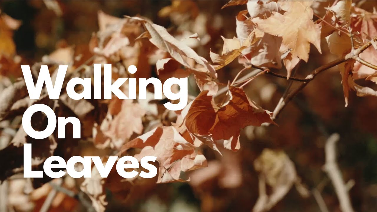 Walking on Leaves | Crunchy Leaf Sounds for Relaxation and Fall Ambiance