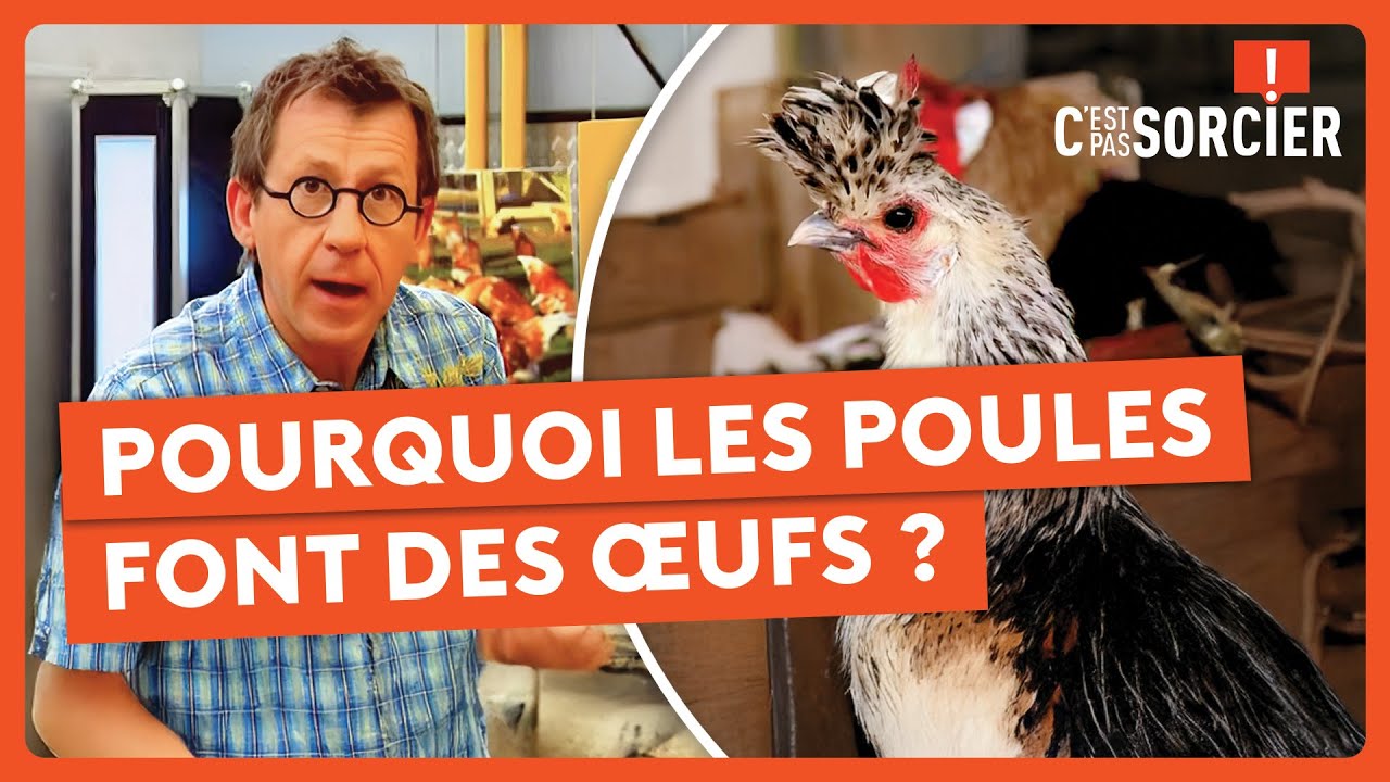 Pourquoi les poules font des œufs ? - C'est pas sorcier