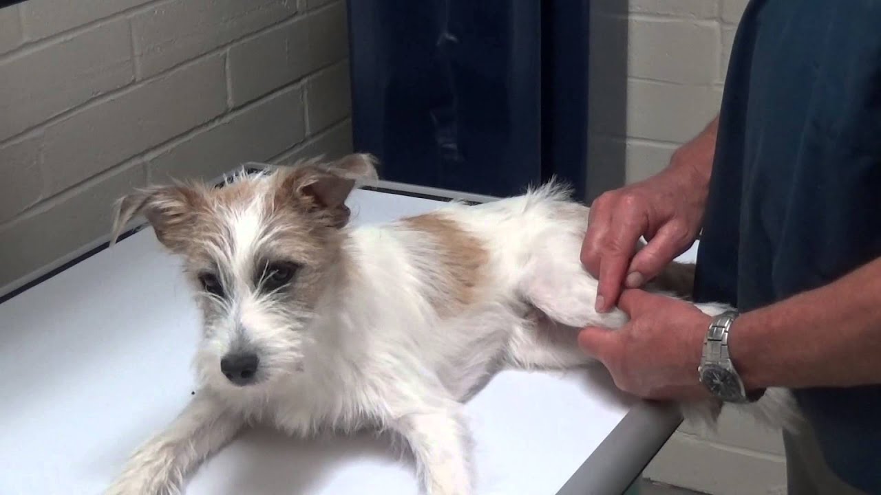 Limping Dog: Growth Plate Injury in a Puppy