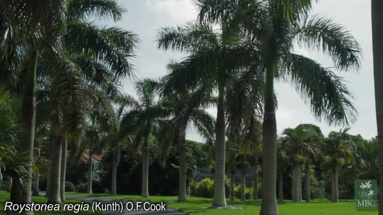 Dr. Larry Noblick Introduces the Montgomery Botanical Center Palm Collection.