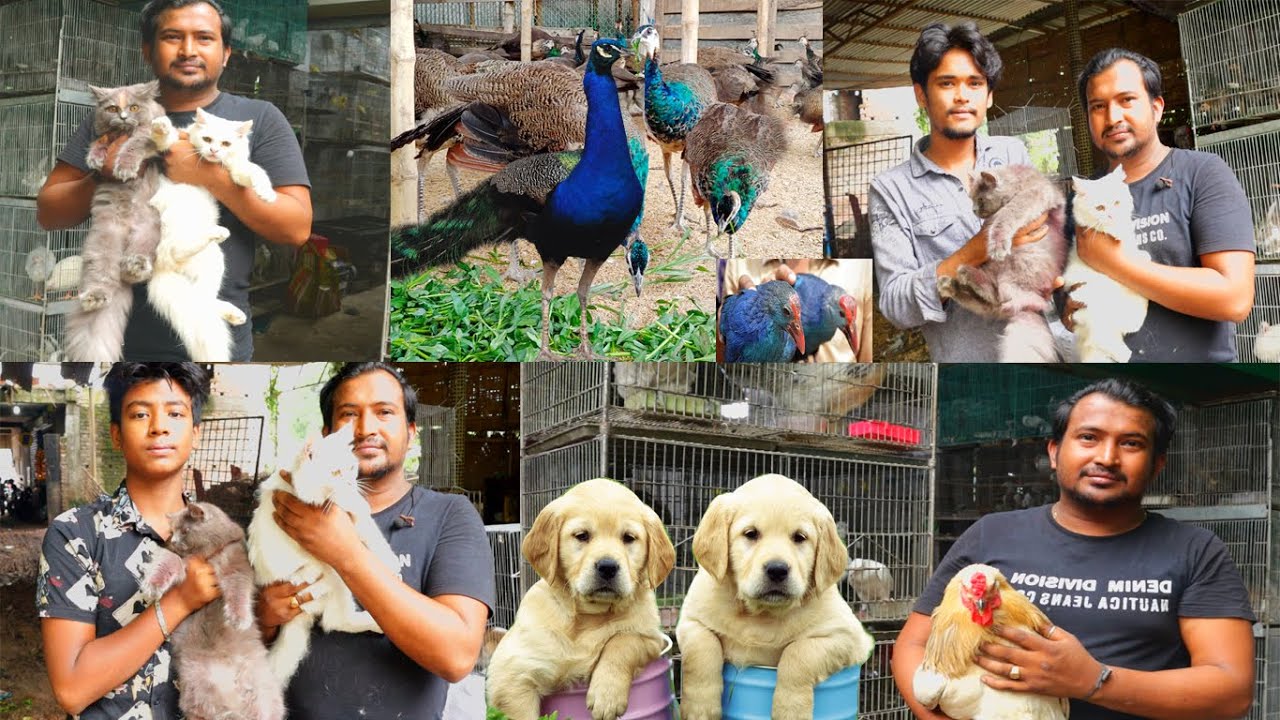 বিদেশি বিভিন্ন দেশের বিড়াল,কুকুর,ময়ূর,কালিম পাখি,কবুতর সহ সকল প্রকার  পশু পাখি পাবেন