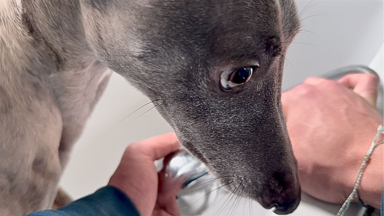 FULL Whippet Groom