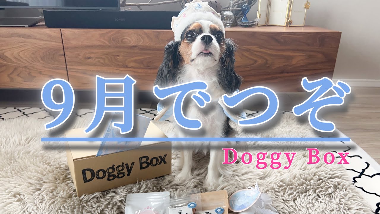 【PR】Doggy Box『9月』うにじゃの戴冠式(5歳キャバリア)
