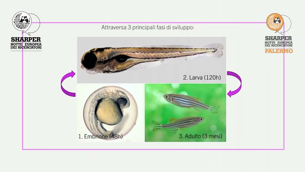 Zebrafish e plastica: un piccolo pesce contro un grande inquinamento