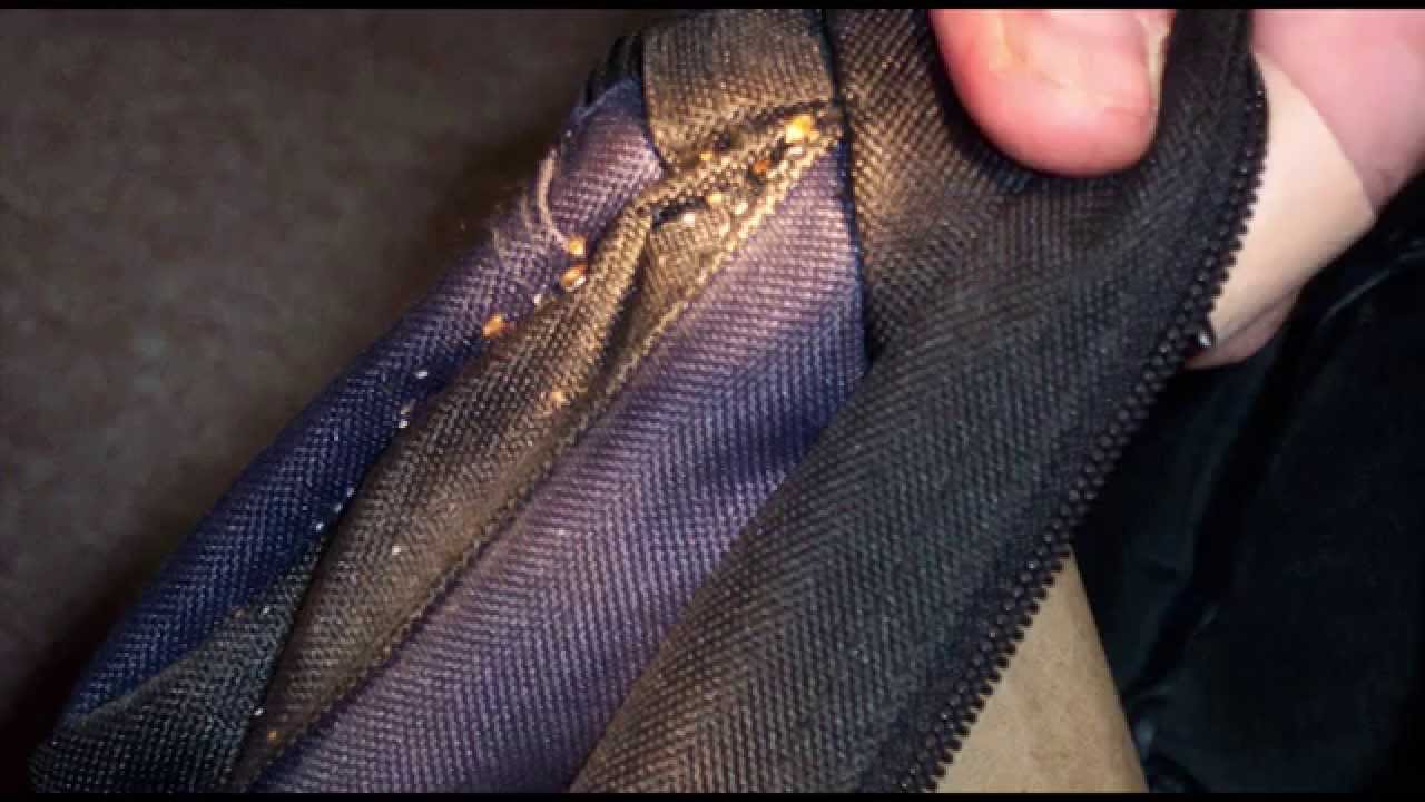 Bed Bug Prevention and Control - Arabic Language