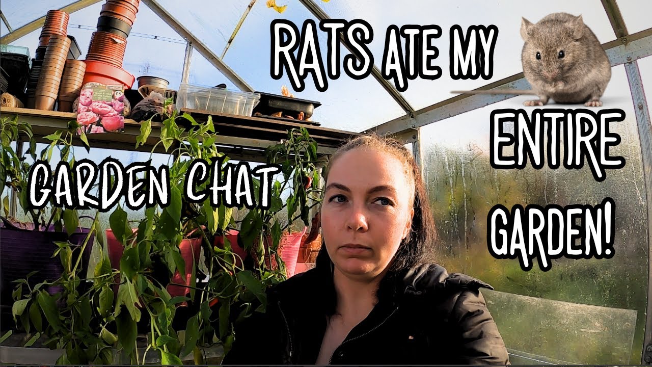 RATS ate my ENTIRE garden! (My worst gardening year yet) / Garden VLOG