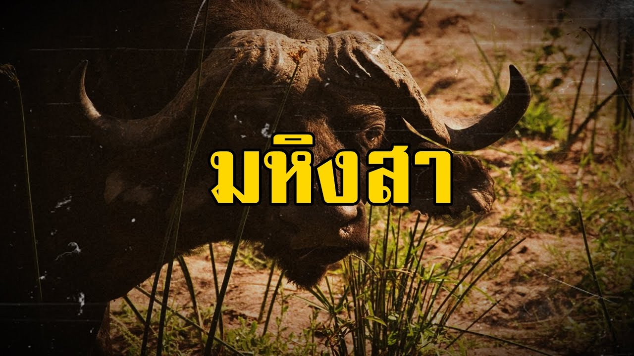 มหิงสา (ทุ่งโล่งและดงทึบ) | สองยาม