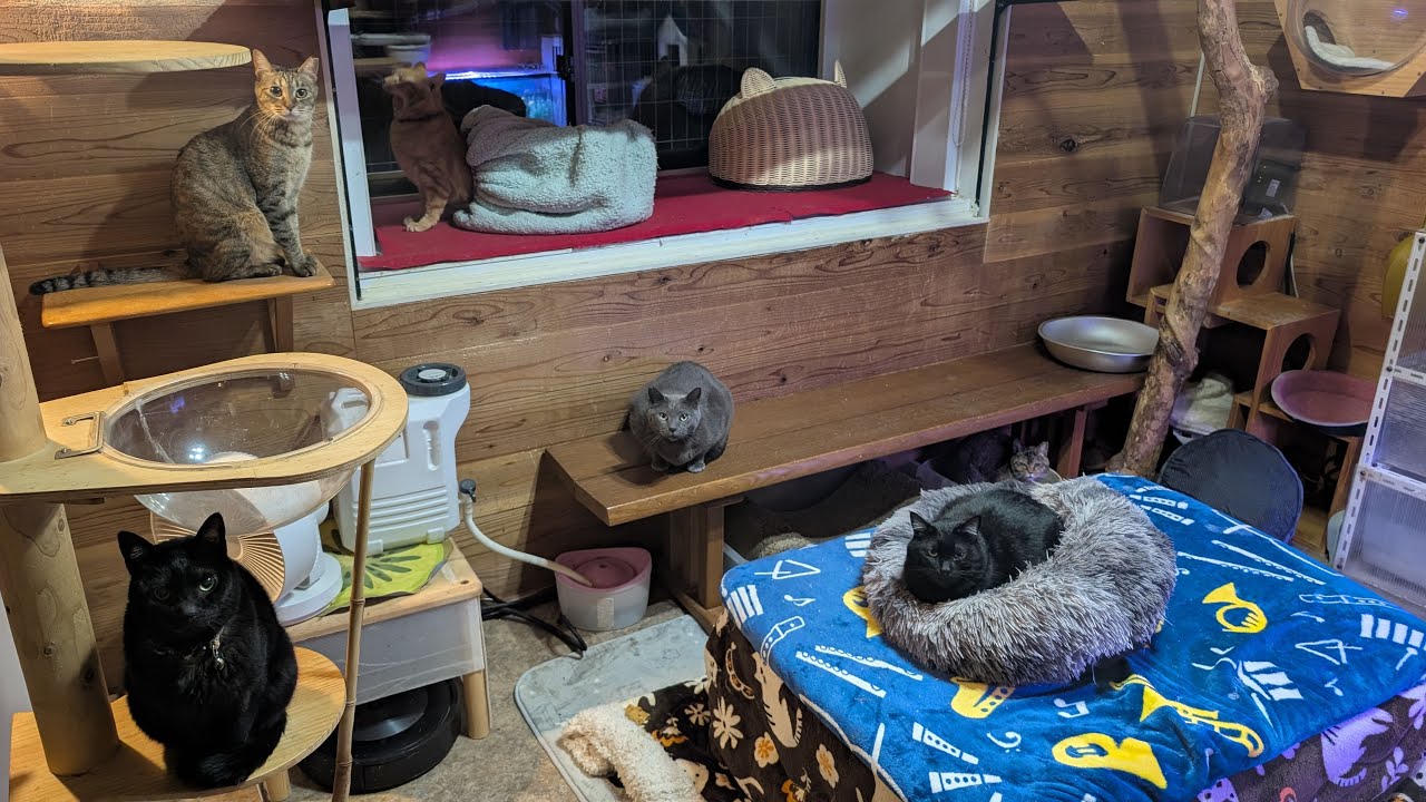 花金ライブ　冬はやっぱり家に住む猫の方が幸せだった！