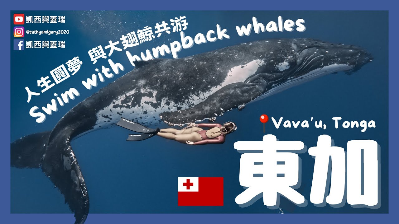 (ENG SUB) [東加Tonga] 人生圓夢 與大翅鯨一起游泳 Swimming with Humpback whales in Tonga 汤加