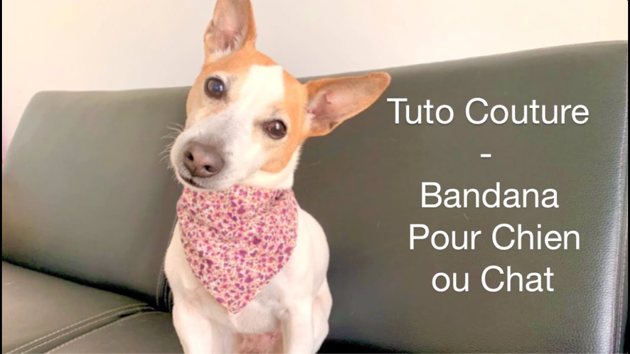 Tuto / DIY facile : Coudre un bandana pour chien ou chat