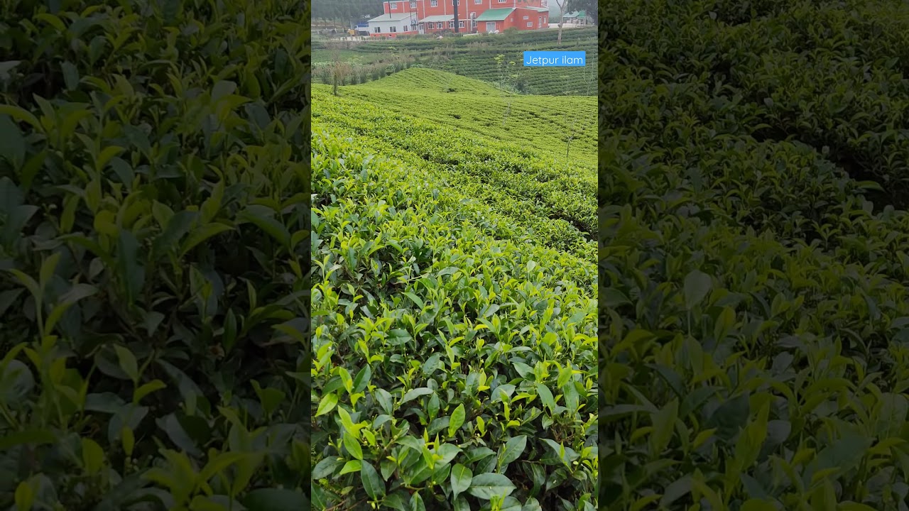 Beautiful Tea Garden Of Nepal🏞️🇳🇵