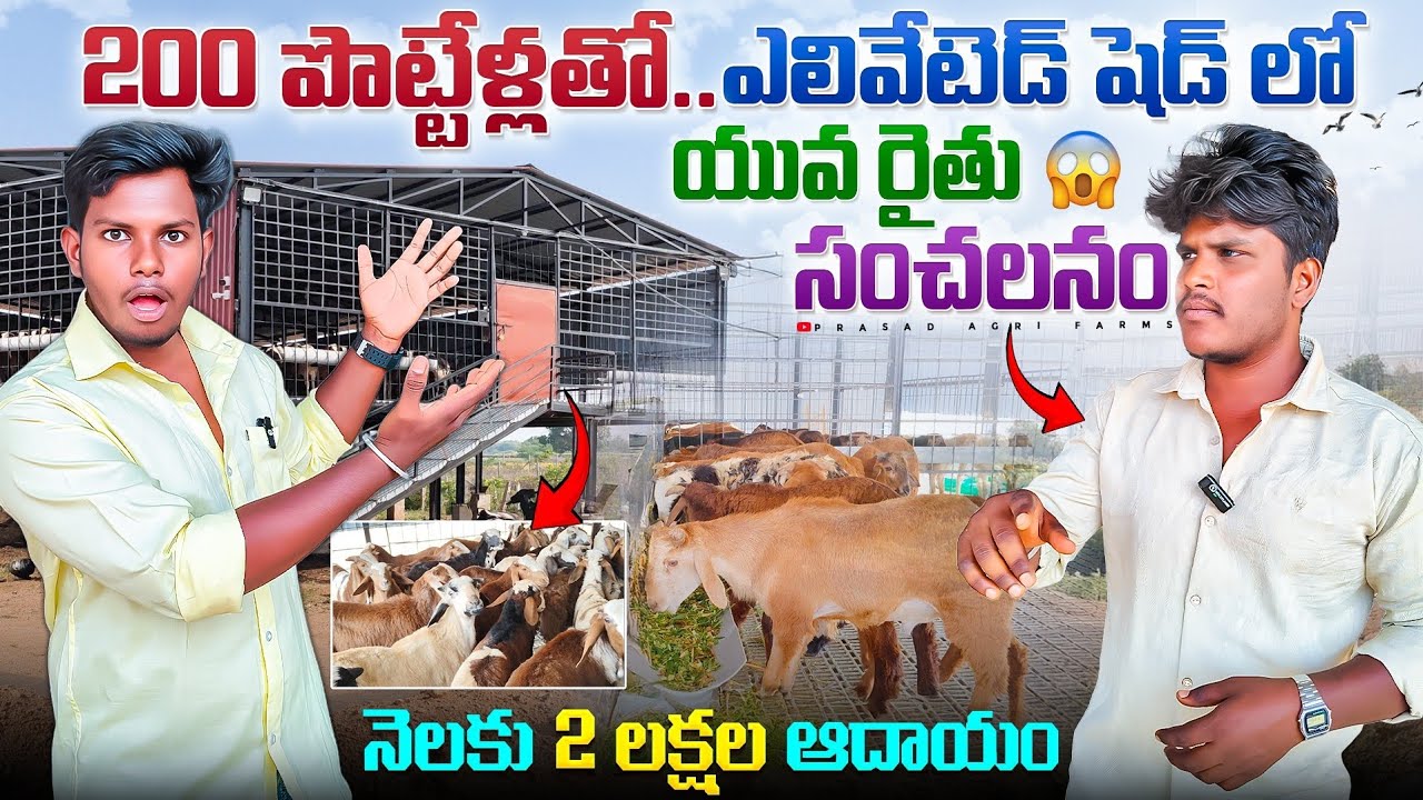 23 ఏళ్ల యువకుడు ఎలివేటెడ్ షెడ్ లో 200 పొట్టేళ్లతో పేపంకం🙃 | sheep farming telugu🐏 | Inspiring farmer
