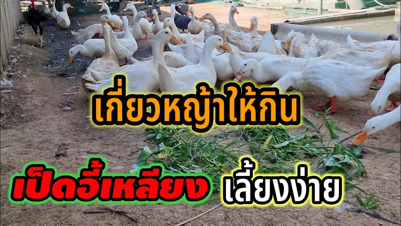 เลี้ยงเป็ดแบบง่ายๆเกี่ยวหญ้าให้เป็ดอี้เหลียงกินYi-Liang Duck@Bawman2565