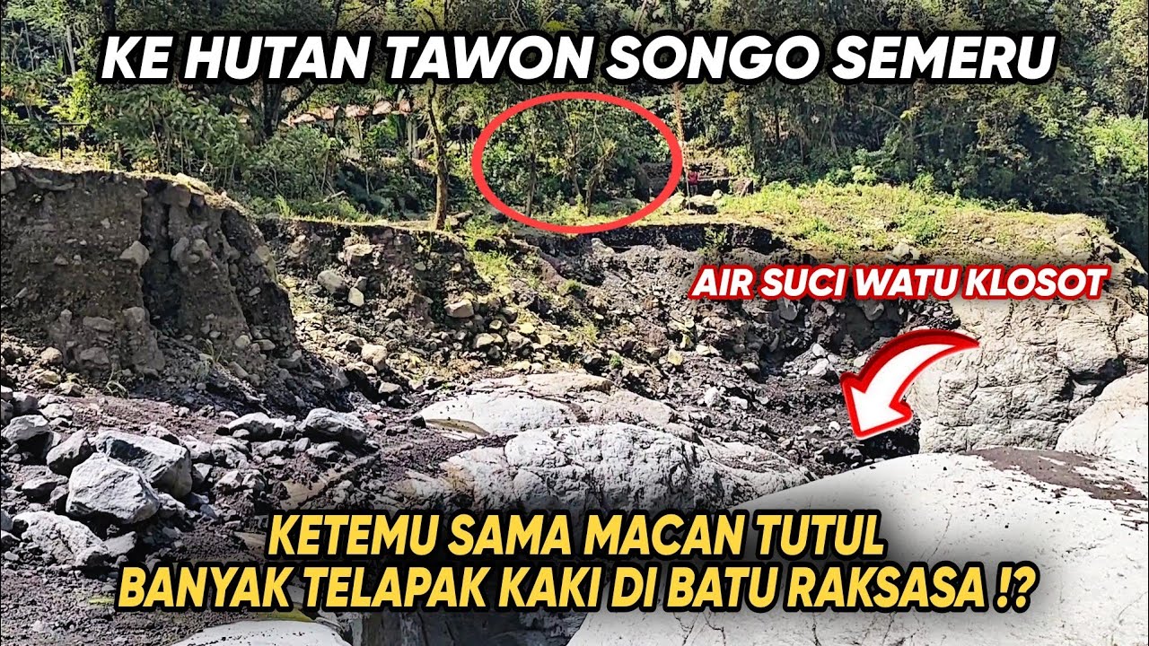 MACAN TUTUL SEMERU Atau Anjing !? Ada Bekas Tapak Di Kaki Gunung (Air Suci Watu Klosot) Terkini