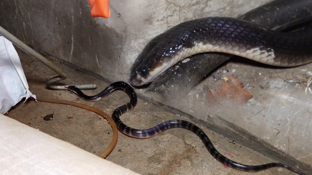 कोबरा सांप से 6 से 7 गुना ज्यादा जहरीला सांप, इसका काटा बचना मुश्किल | Rescue indian common krait