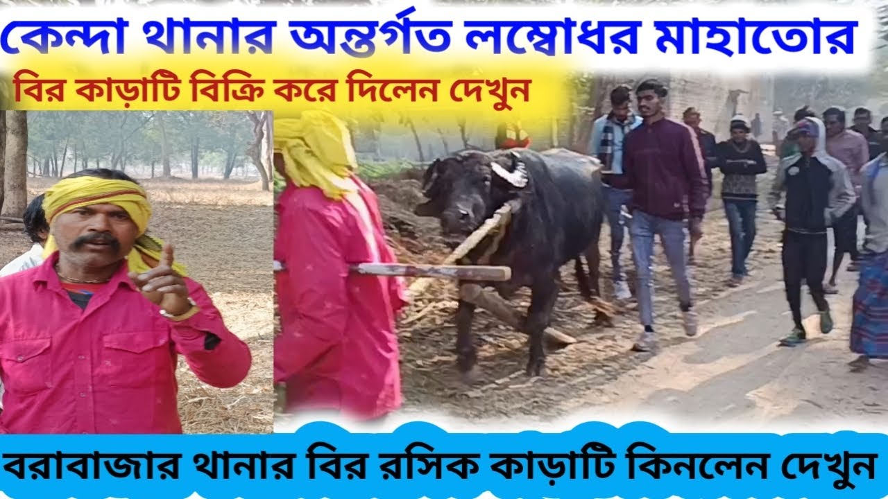 লম্বোধর মাহাতো কোনাপাড়া হঠাৎ কাড়া বিক্রি করে দিলেন 🔥কন মালিক কাড়াটি কিনলেন দেখুন।