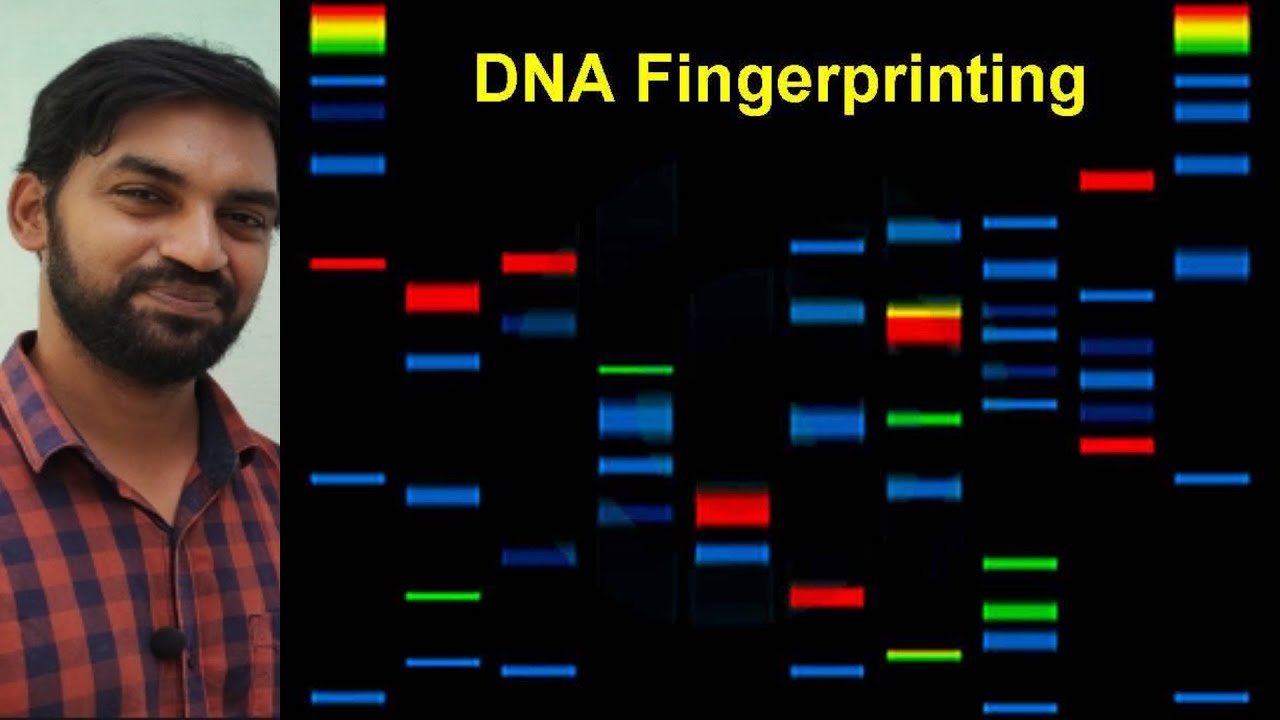 DNA Fingerprinting | Molecular basis of inheritance | Senthilnathan