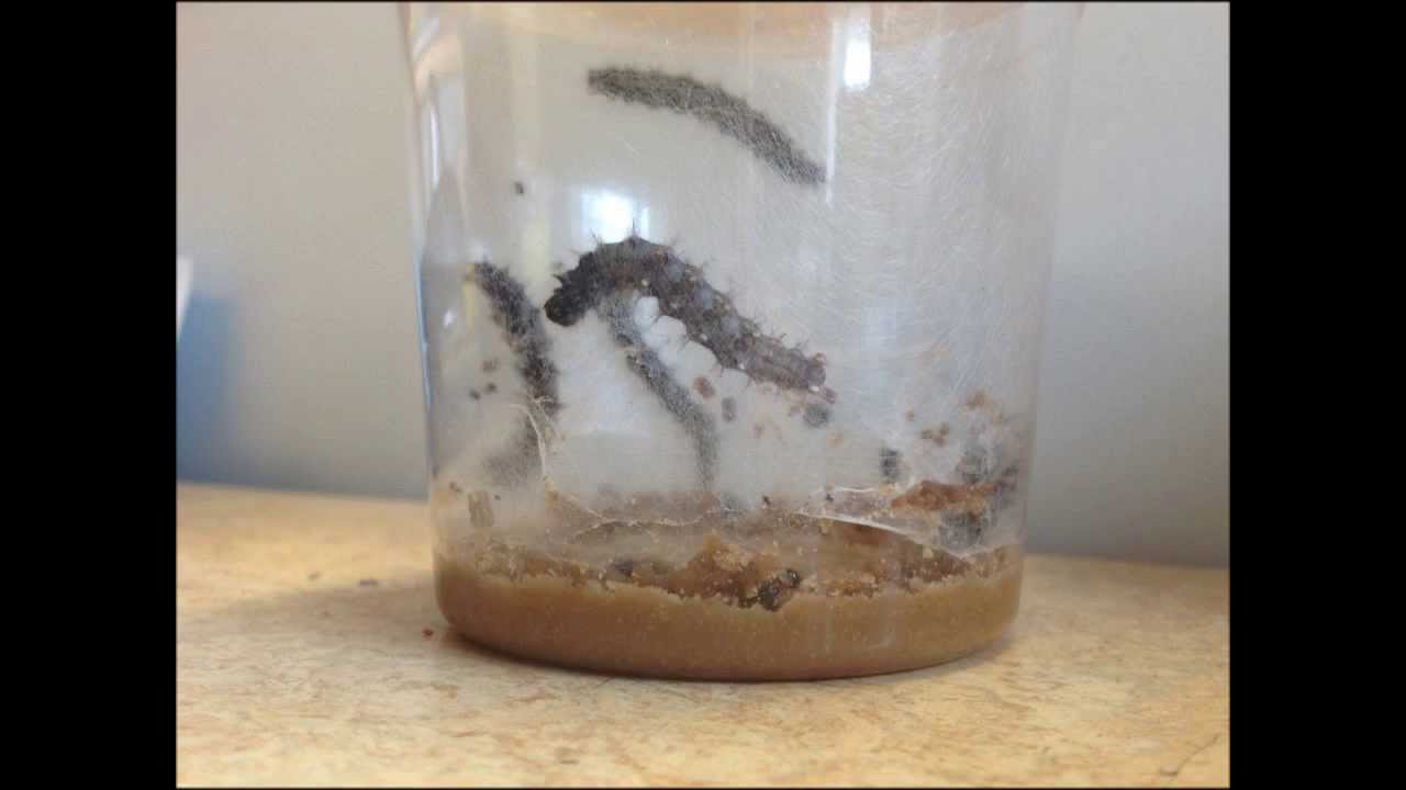 Fr&aring;n larv till fj&auml;ril