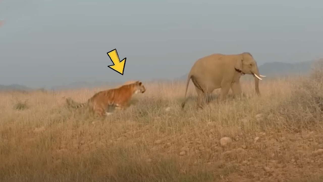 OMG......Brutal Moments Tiger Attack Everything | DEADLIEST Tiger Attacks Caught on Camera